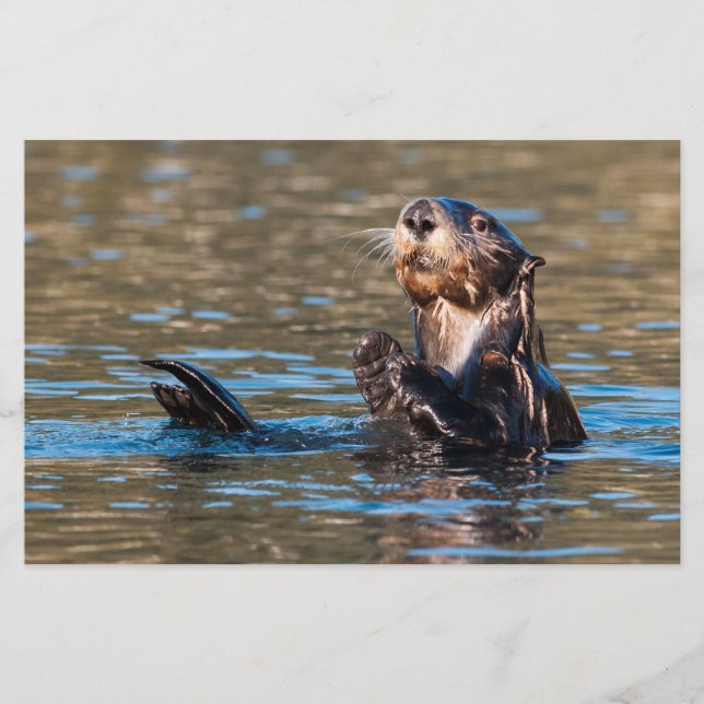Papelería Otter marino Sunny (Anverso)