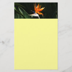 Papelería Pájaro del Naranja del paraíso Flor tropical