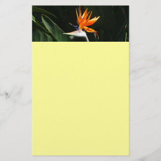 Papelería Pájaro del Naranja del paraíso Flor tropical