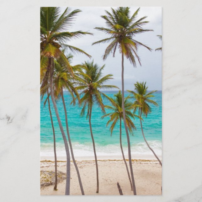 Papelería Palmeras de la Playa (Anverso)