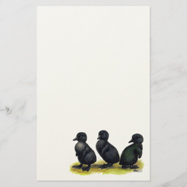 Papelería Patitos de Cayuga negra (Anverso)