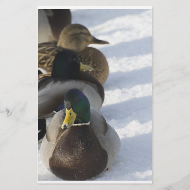 Papelería Patos (Anverso)