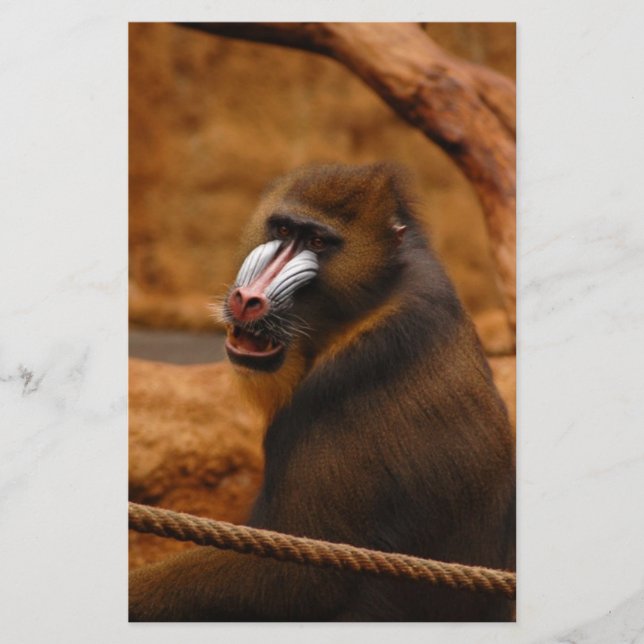 Papelería Pavian/Baboon (Anverso)