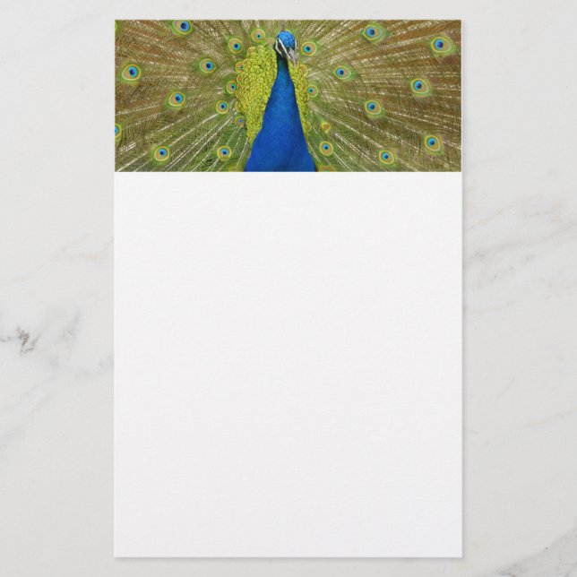 Papelería Pavo real inmóvil (Anverso)