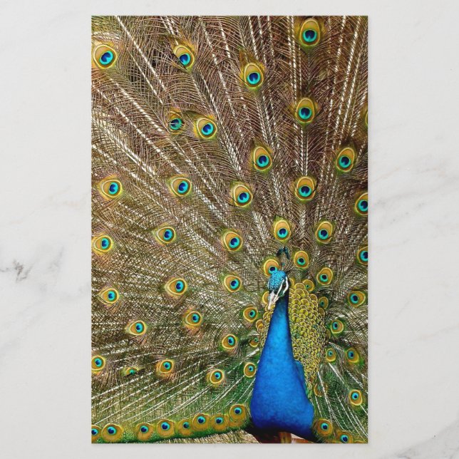 Papelería Peacock Tail Feathers (Anverso)