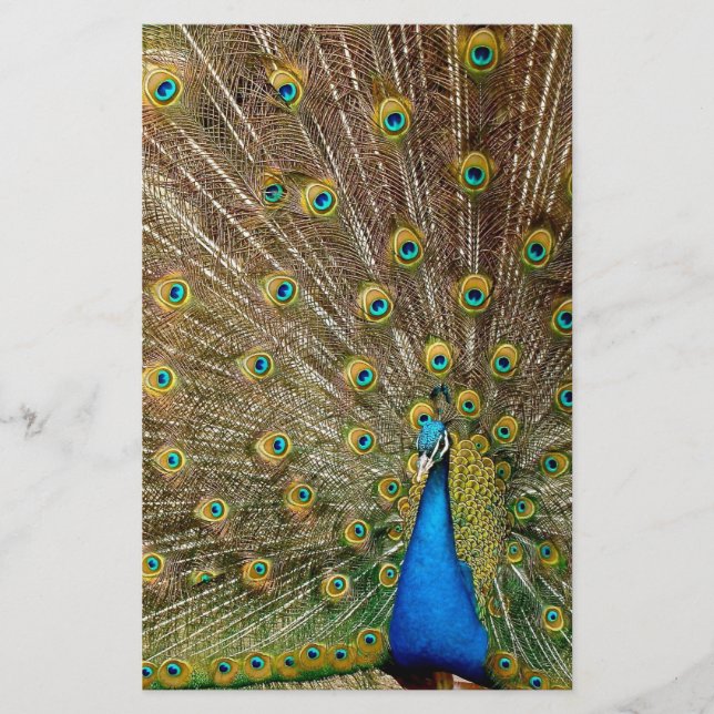Papelería Peacock Tail Feathers (Anverso)