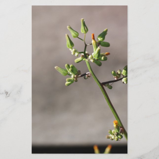 Papelería Pequeños Flores (Anverso)