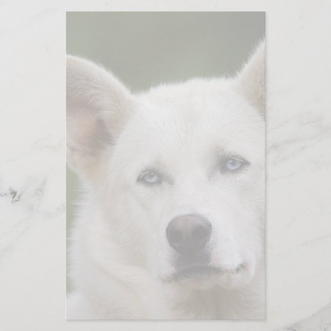 Papelería perro ensanchado (Anverso)