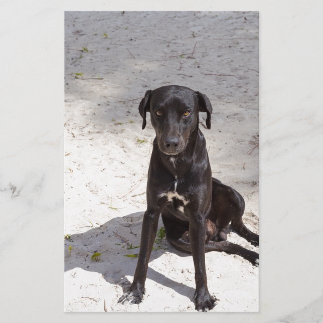 Papelería Perro negro con ojo malvado (Anverso)