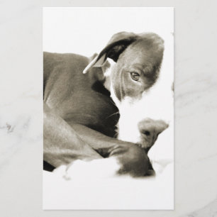 Papelería perro pit bull adorable dormilón y perezoso