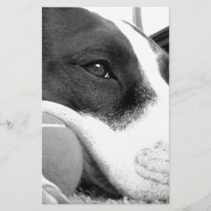 Papelería perro pitbull negro y blanco con pelota de aspecto