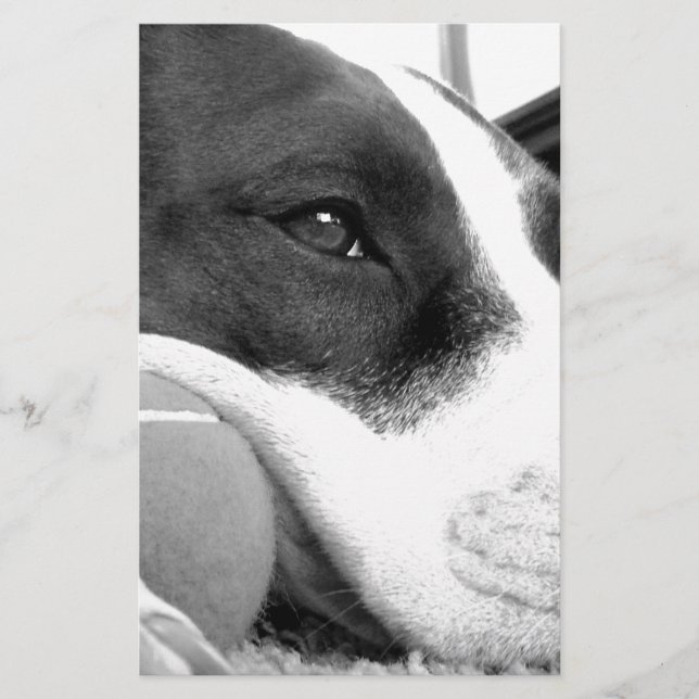 Papelería perro pitbull negro y blanco con pelota de aspecto (Anverso)