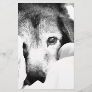 Papelería perro somnoliento acurrucado en la cama blanco neg