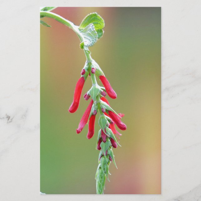 Papelería Pineapple Sage Bloom (Anverso)
