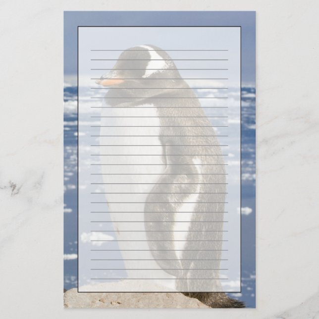Papelería Pingüino de Gentoo (Anverso)