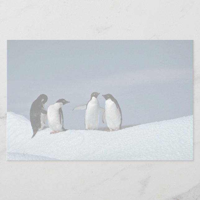 Papelería Pingüinos de Adelite, la Antártida (Anverso)