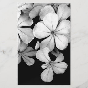 Papelería Plumbago blanco y negro