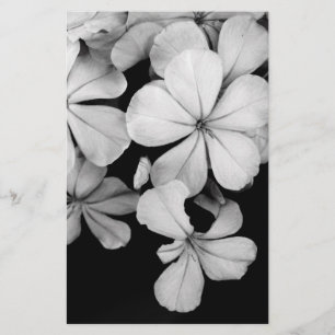 Papelería Plumbago de Cabo