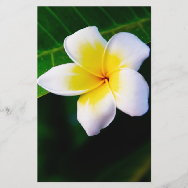 Papelería plumeria (Anverso)