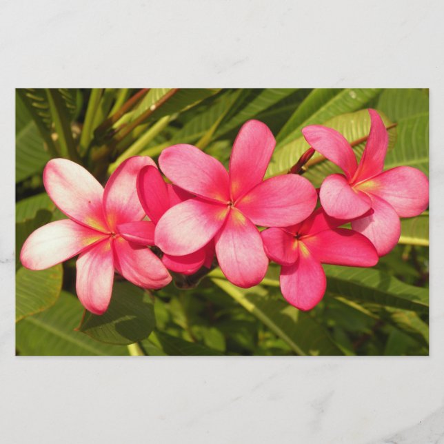 Papelería Plumeria (Anverso)