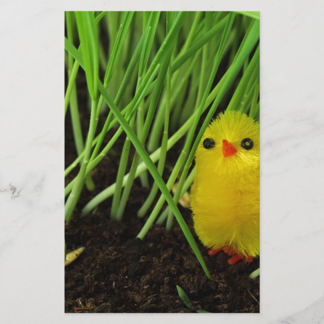 Papelería pollito de pasto (Anverso)