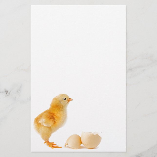 Papelería Polluelo (Anverso)