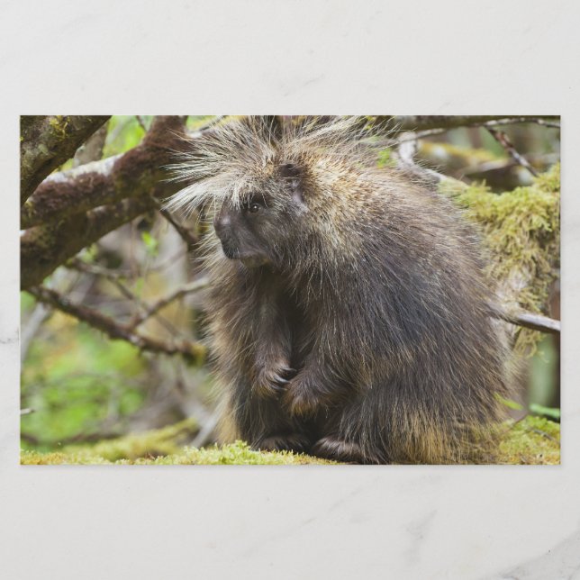 Papelería Porcupina determinada (Anverso)