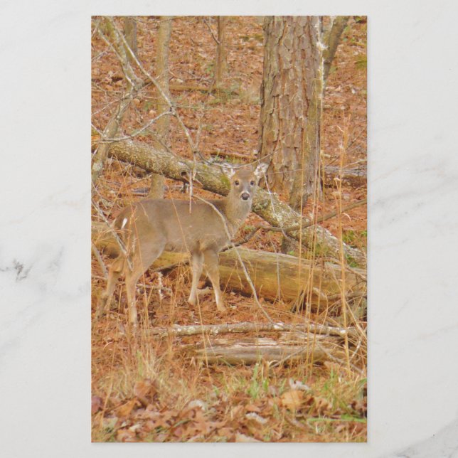 Papelería Primer invierno de Baby Deer (Anverso)