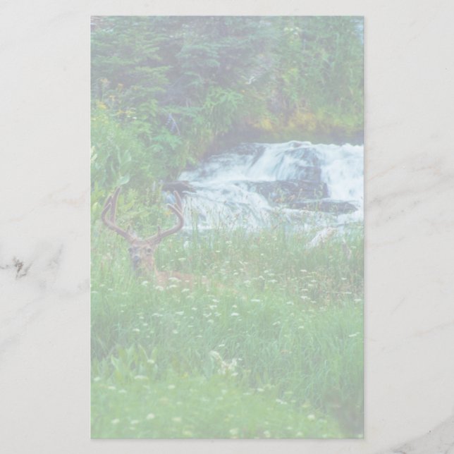Papelería Príncipe de la Selva (Anverso)