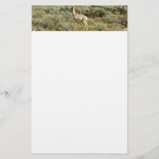 Papelería Pronghorn en el Parque Nacional de Grand Teton
