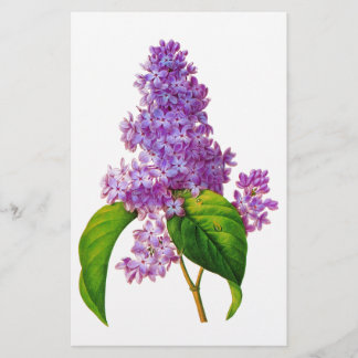 Papelería Redoute Lilacs