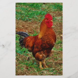 Papelería Rooster