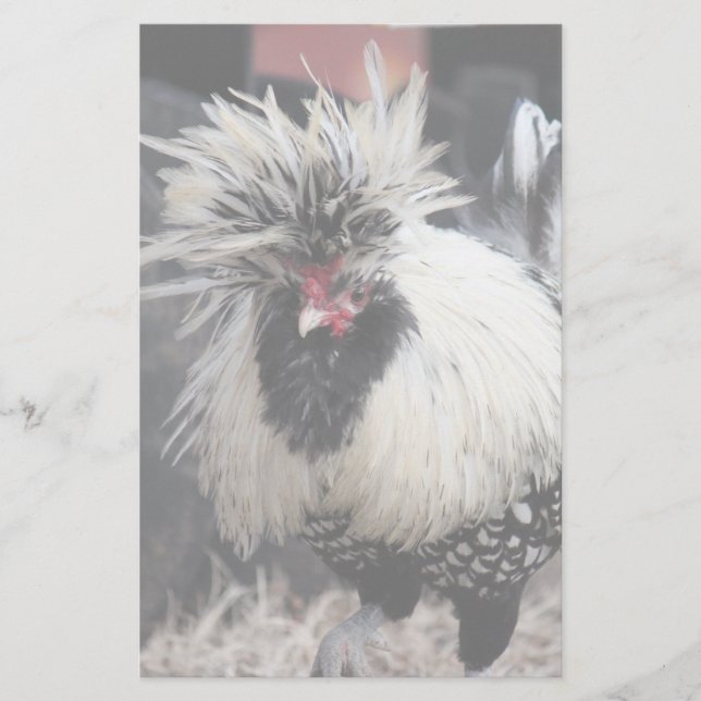 Papelería Rooster de Crested polaco (Anverso)
