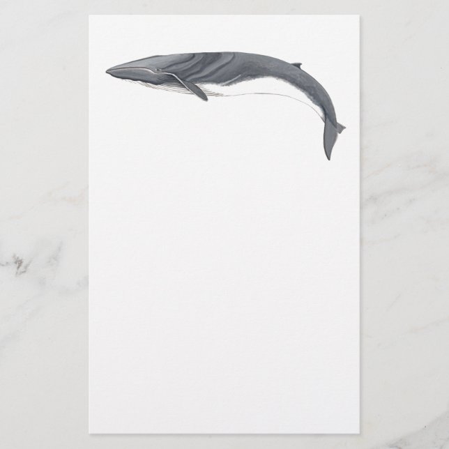 Papelería Rorcual comun (Anverso)