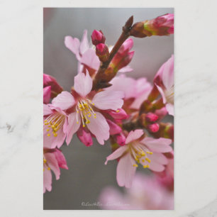 Papelería Rosa Contra Los Flores De Cerezo Japoneses Con Cie