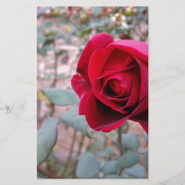 Papelería Rosa roja de otoño (Anverso)