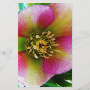 Papelería Rosa rosa de Cuaresma,