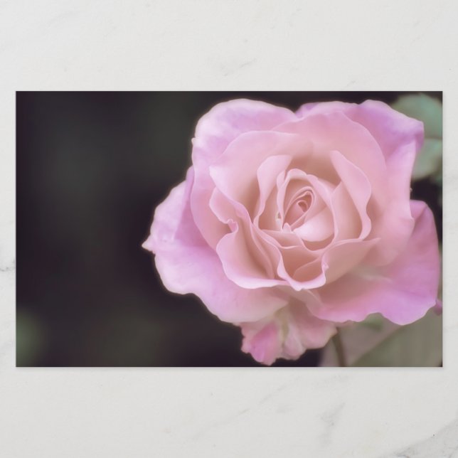 Papelería Rosa rosa magnífico (Anverso)