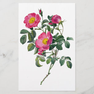 Papelería Rosas de Pedro José Redoute