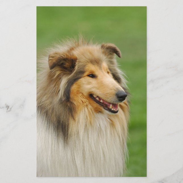 Papelería Rough Collie (Anverso)