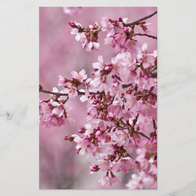 Papelería Sakura cerezos florecen en capas rosadas pasteles (Anverso)