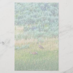 Papelería Sandhill Cranes