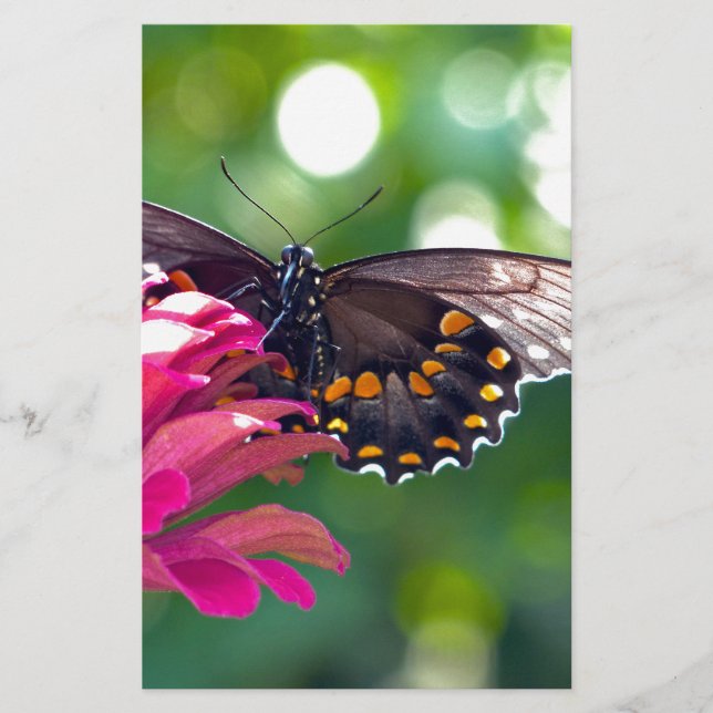 Papelería Spicebush Swallowtail (Anverso)