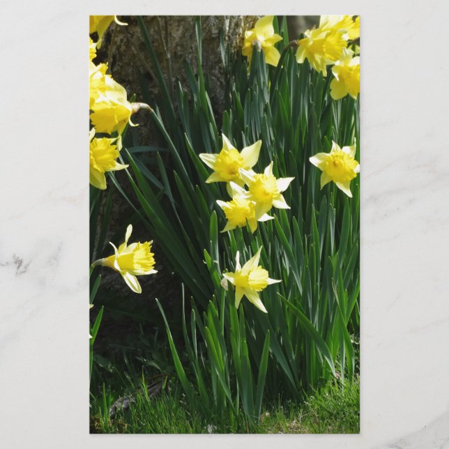 Papelería Spring Daffodils (Anverso)