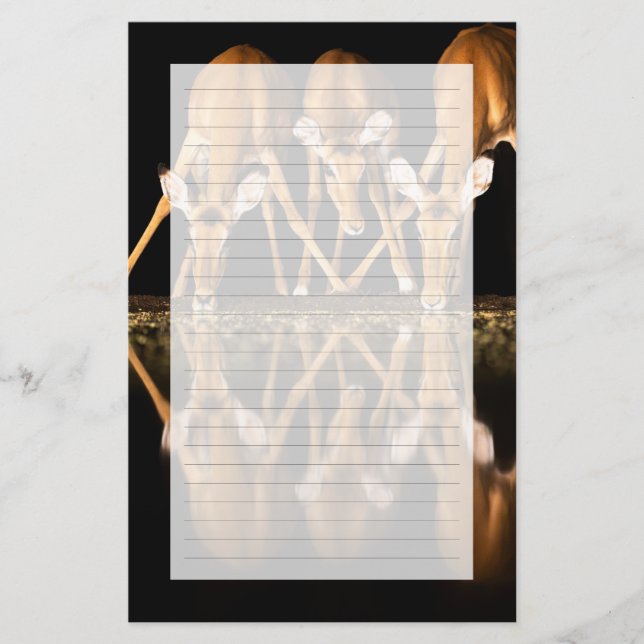 Papelería Three Impala Drink Together at Night (Anverso)