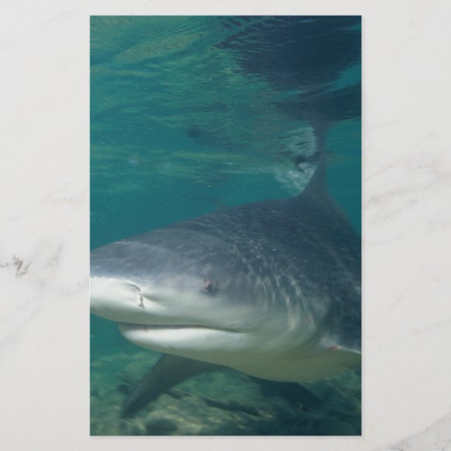 Papelería Tiburón toro (Anverso)