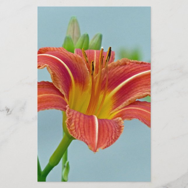 Papelería Tiger Daylily (Anverso)