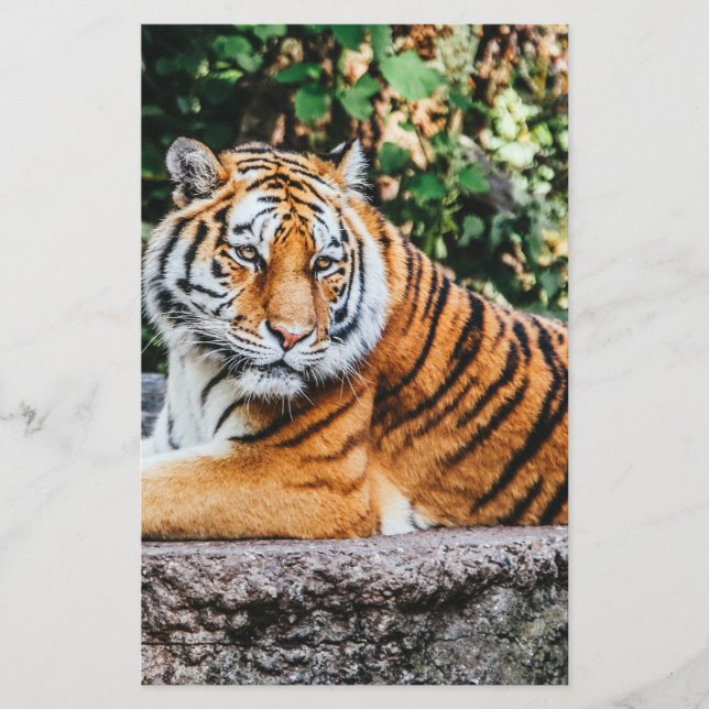 Papelería Tigre (Anverso)