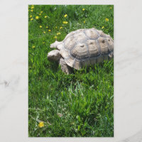 Tortuga africana del sulcata