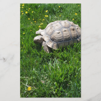 Papelería Tortuga africana del sulcata